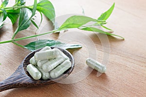 Andrographis paniculata capsule herb or creat capsule herb on wood spoon.Wood spoon and leaf, trunk creat on wood background.