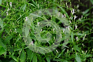 Andrographis paniculata, commonly known as creat or green chiretta