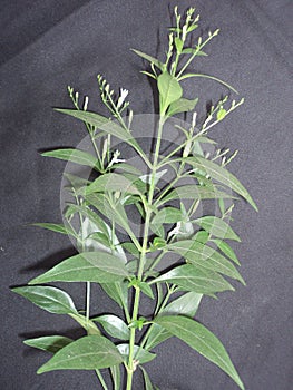 Andrographis paniculata - Kalmeg flowering twig photo