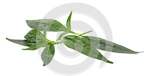 Andrographis paniculata leaf isolated on white background