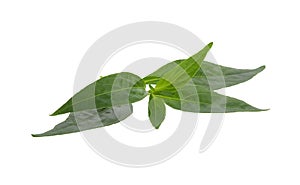 Andrographis paniculata leaf isolated on white background