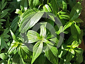 Andrographis paniculata (Phathalai Jone) tree plant herb, Thai herbal prevention concept (COVID-19)