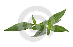 Andrographis paniculata plant on white background