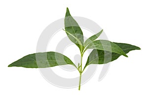 Andrographis paniculata plant on white background