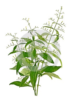 Andrographis paniculata plant on white background photo
