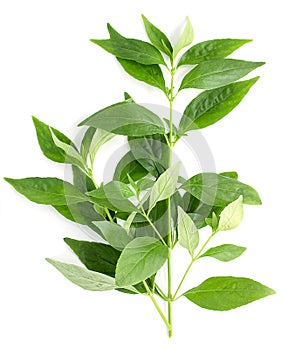 Andrographis paniculata plant on white background,top view photo