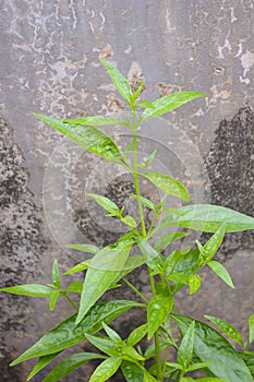 Plantas en naturaleza jardín 