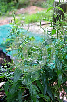 Andrographis paniculata thai herb