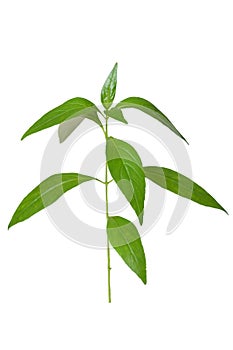 Andrographis paniculata on white with clipping path