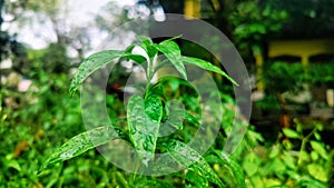 Andrographis paniculata & Neela Vambu: Traditional Herb in Bogor, Indonesia. photo