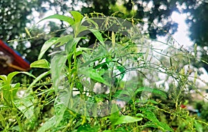 Andrographis paniculata & Neela Vambu: Traditional Herb in Bogor, Indonesia. photo