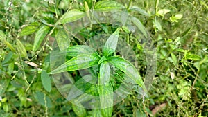 Andrographis paniculata & Neela Vambu: Traditional Herb in Bogor, Indonesia. photo