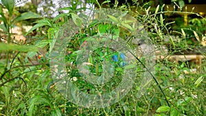 Andrographis paniculata & Neela Vambu: Traditional Herb in Bogor, Indonesia. photo