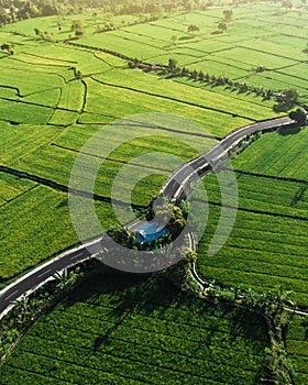 Android wallpaper Birdview ricefiled in lombok