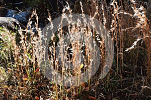 Andropogon virginicus