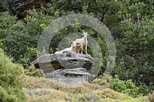 Andros island goats