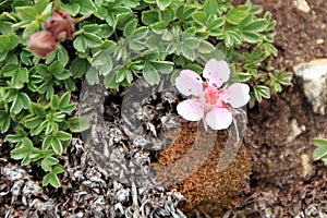 Androsace alpina - Dolomite`s pink wild flowers