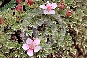 Androsace alpina - Dolomite`s pink wild flowers