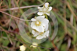 Androsace alpina - Dolomite`s wild flowers