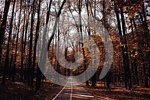 ÃÂ´andscape autumn in golden forest