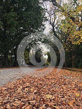 Andscape of a country road in autumn