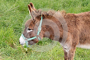 Ane du Poitou Equus asinus in green field farm in isle de Re in charente France