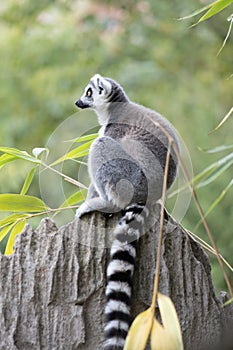 Lemur catta