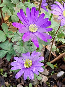 Anemona blanda or Balkan anemone photo