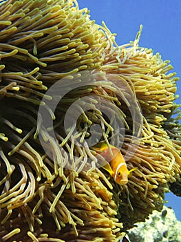 Anemona and clown fish photo