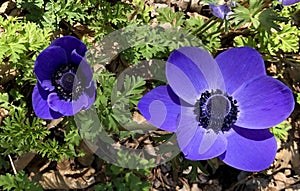 Anemona coronaria, violet flower photo