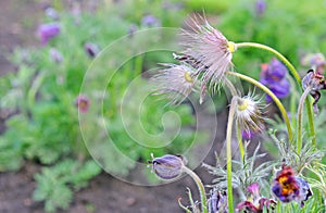 Anemona pulsatilla photo