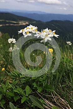 Anemonastrum fasciculatum at Lago-Naki Plateau in Adygea