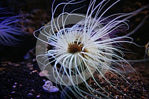 Anemone