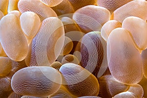 Anemone abstract Indonesia Sulawesi