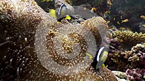 Anemone actinia andclown fish underwater natural aquarium of sea and ocean.