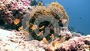 Anemone actinia andclown fish underwater natural aquarium of sea and ocean.