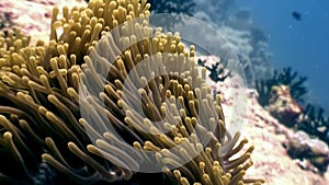 Anemone actinia andclown fish underwater natural aquarium of sea and ocean.