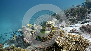 Anemone actinia andclown fish underwater natural aquarium of sea and ocean.