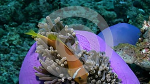 Anemone actinia and bright orange clown fish on seabed underwater of Maldives.