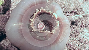 Anemone actinium in form of a sphere underwater on deep sea in Philippines.