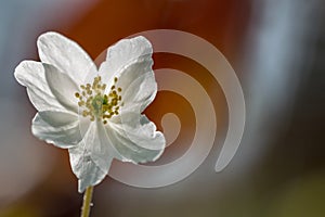 Anemone ,anemone nemorosa