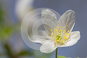 Anemone ,anemone nemorosa