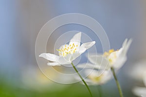 Anemone ,anemone nemorosa