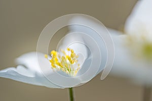 Anemone ,anemone nemorosa