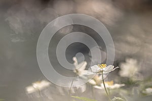 Anemone ,anemone nemorosa