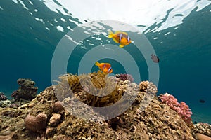 Anemone and anemonefish in the Red Sea.