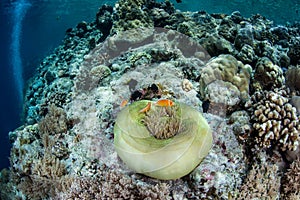 Anemone and Anemonefish on Reef