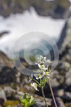 Anemone biarmia