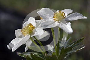 Anemone biarmia macro