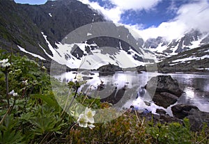 Anemone biarmia near mountain lake